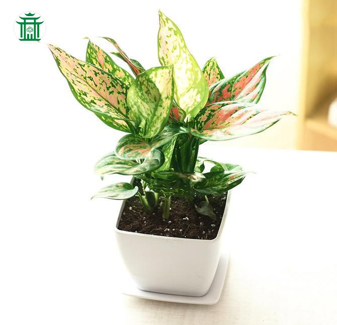 如意(0.3米) - 芊柏园艺 | 绿植租摆平台